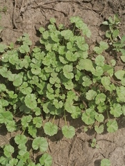 Malva pusilla