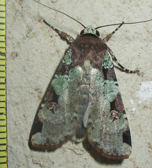Mentaxya ignicollis