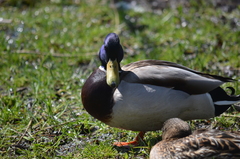 Anas platyrhynchos