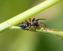 Phaeocedus braccatus