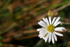 Brachyscome multifida