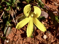 Goodenia arguta