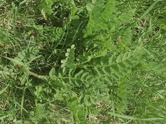 Astragalus cicer