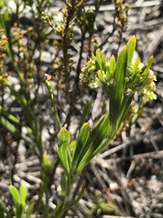 Centella rupestris