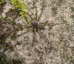 Dolomedes raptor
