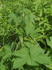 Humulus lupulus