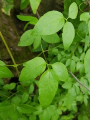 Clematis campaniflora