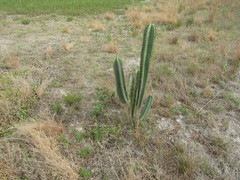 Cereus jamacaru