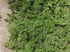 Argentina anserina