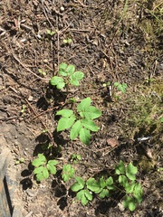 Aegopodium podagraria