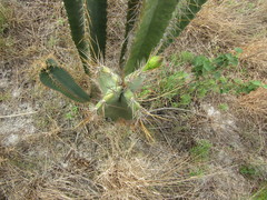 Cereus jamacaru