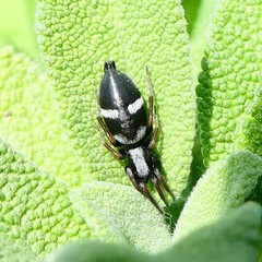 Aphantaulax trifasciata