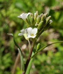Boechera grahamii