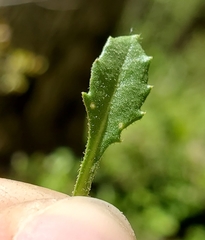 Boechera grahamii