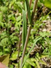 Boechera grahamii