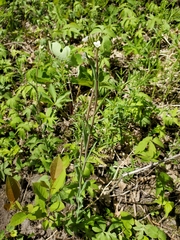 Boechera grahamii