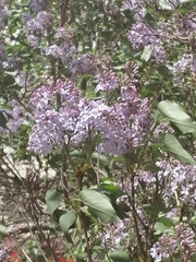 Syringa vulgaris