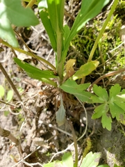 Boechera grahamii