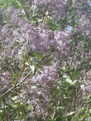 Syringa vulgaris