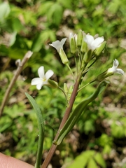 Boechera grahamii