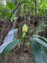 Rhaphidophora hongkongensis