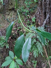 Rhaphidophora hongkongensis