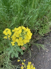 Brassica napus napus