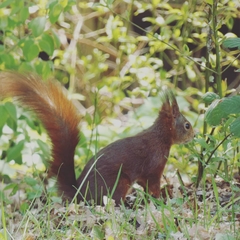 Sciurus vulgaris
