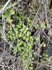 Adiantum jordanii image