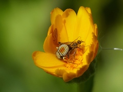 Usia versicolor
