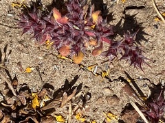 Chorizanthe polygonoides longispina