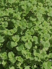 Glechoma hederacea