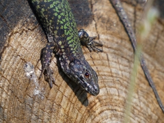 Podarcis muralis