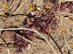 Chorizanthe polygonoides longispina