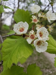 Crataegus submollis