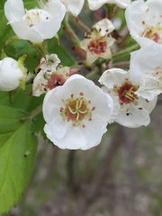 Crataegus submollis