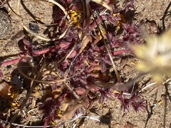Chorizanthe polygonoides longispina