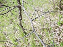 Crataegus submollis