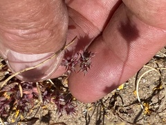 Chorizanthe polygonoides longispina