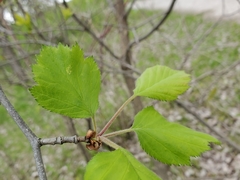 Crataegus submollis