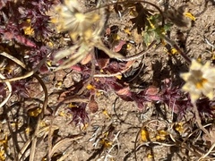 Chorizanthe polygonoides longispina