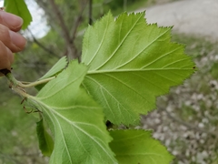 Crataegus submollis