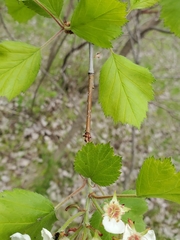 Crataegus submollis