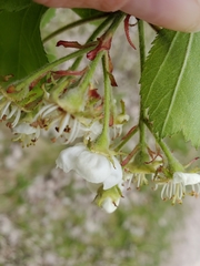 Crataegus submollis