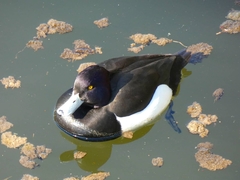 Aythya fuligula