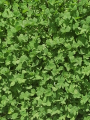 Trifolium repens