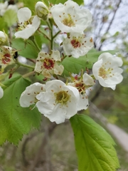 Crataegus submollis