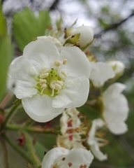 Crataegus submollis