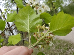Crataegus submollis
