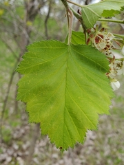 Crataegus submollis
